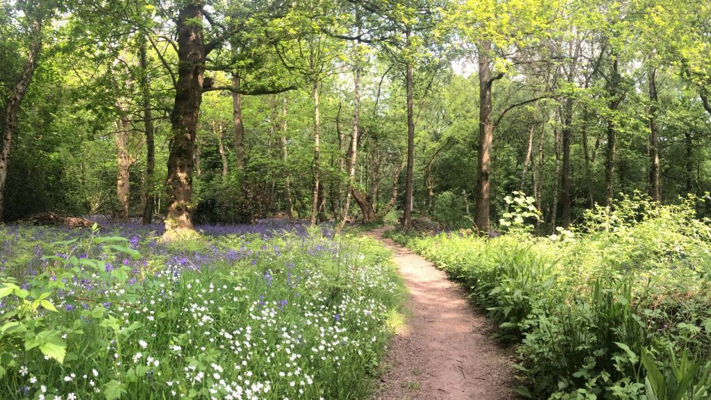 A clearing created in Wood 2 where wildlflowers such as bluebell and stitchwort are regenerating