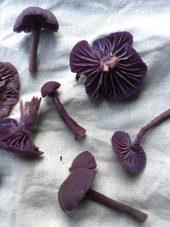 Fungi Found In Ecclesall Woods During October Friends Of Ecclesall Woods