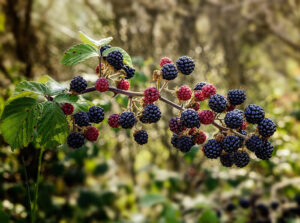 Read more about the article Midsummer bramble time
