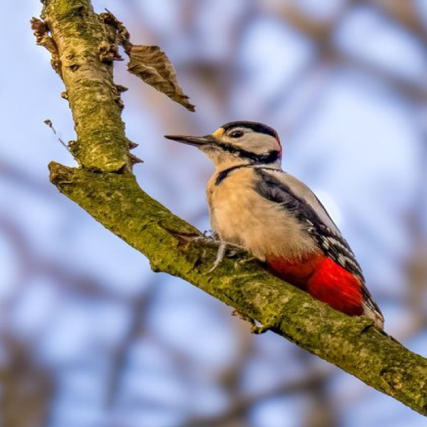 woodpecker in ecclesall woods