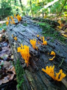 fungi trail